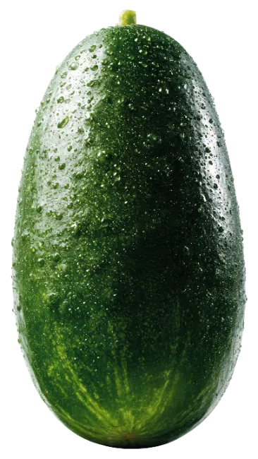 Fresh Wet Green Cucumber