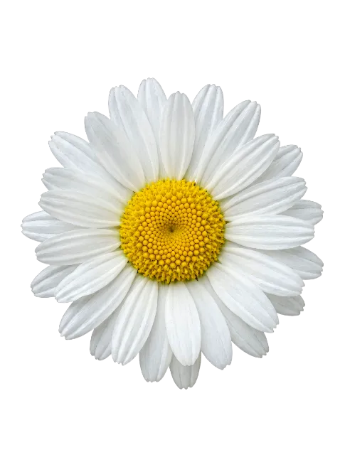 Fresh White Daisy Flower with Yellow Center