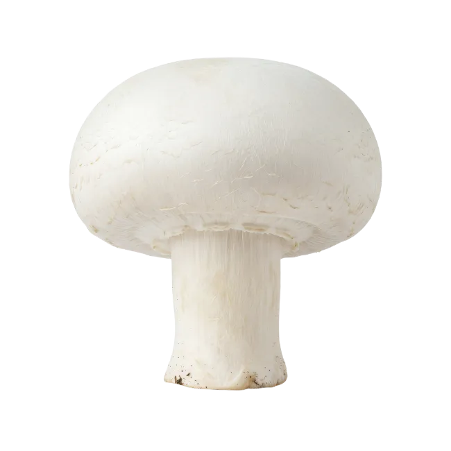 Fresh White Mushroom Isolated