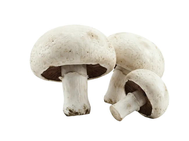 Fresh White Mushrooms