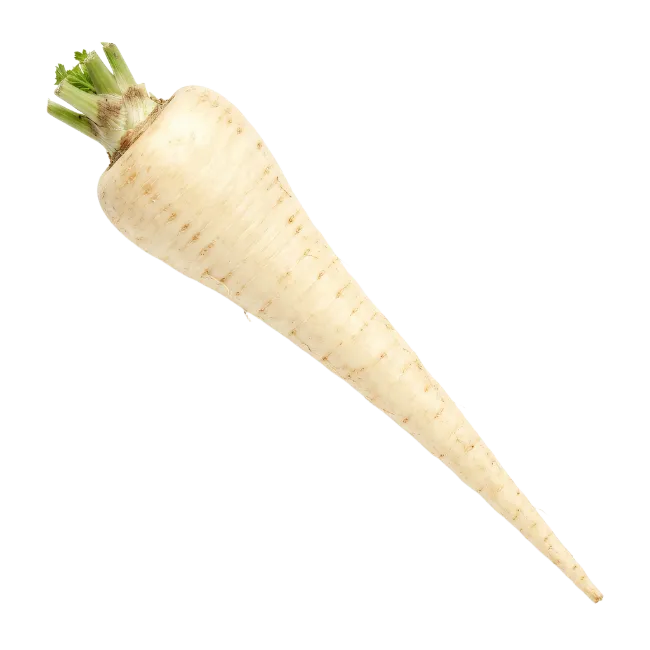 Fresh White Parsnip Root Vegetable