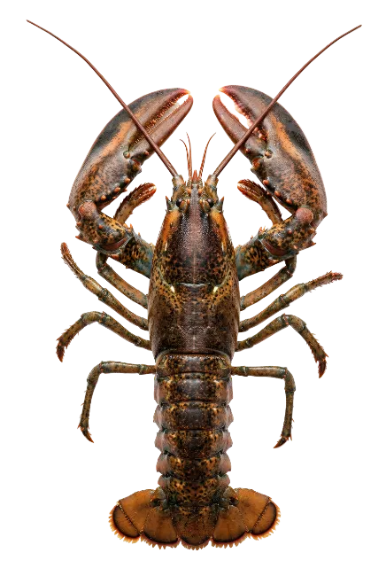 Fresh Whole Lobster Top View