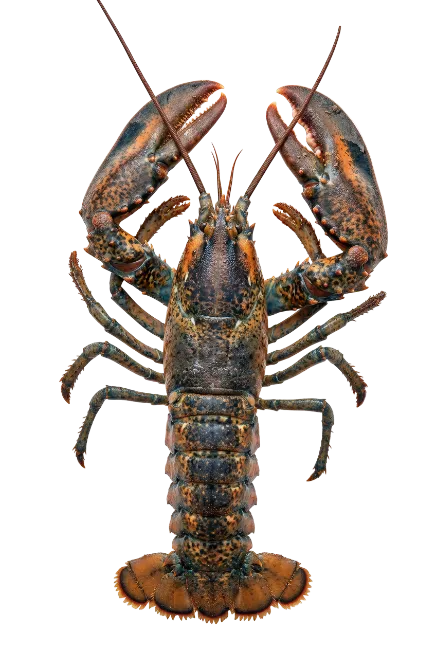 Fresh whole lobster top view