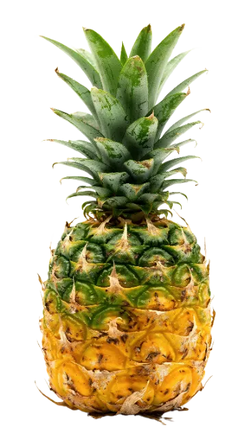 Fresh whole ripe pineapple with green crown leaves