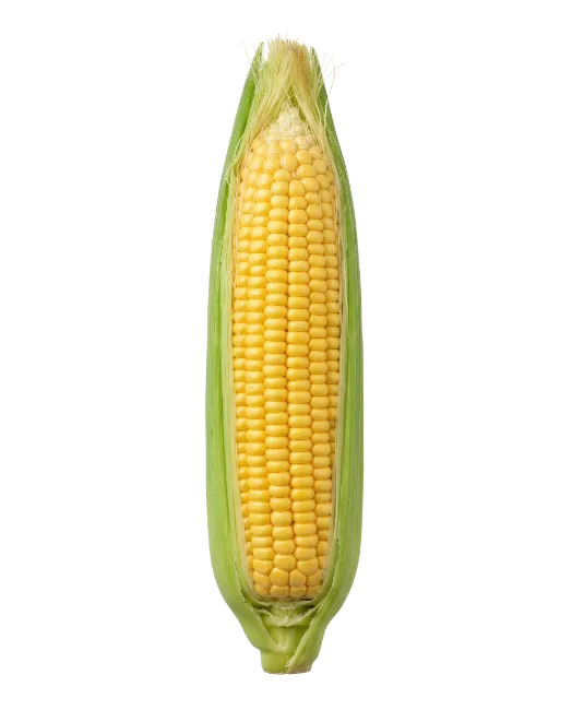 Fresh Yellow Corn Cob With Green Husk