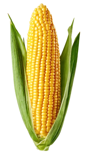 Fresh Yellow Corn Cob with Green Husks