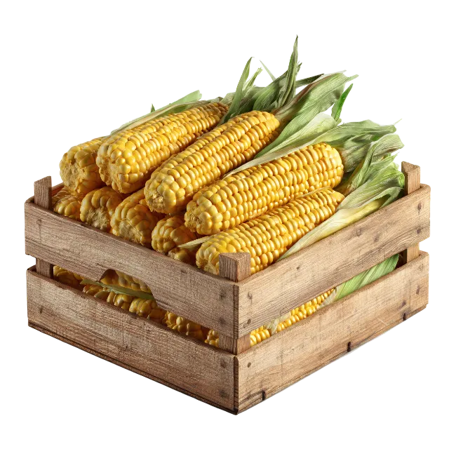 Fresh Yellow Corn Cobs in Wooden Crate