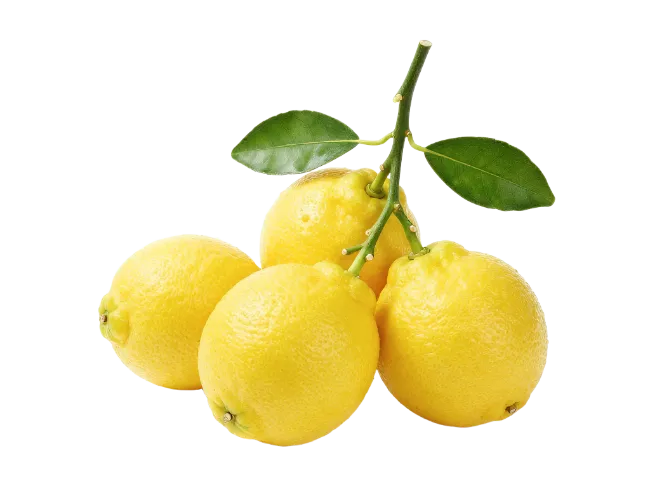 Fresh Yellow Lemons on Branch with Leaves
