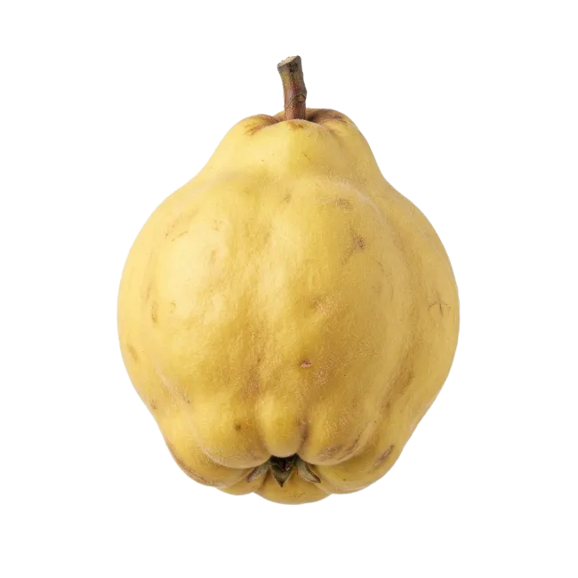 Fresh Yellow Quince Fruit