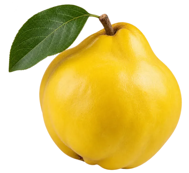 Fresh Yellow Quince Fruit with Green Leaf