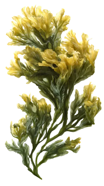 Fresh Yellow Seaweed Branch