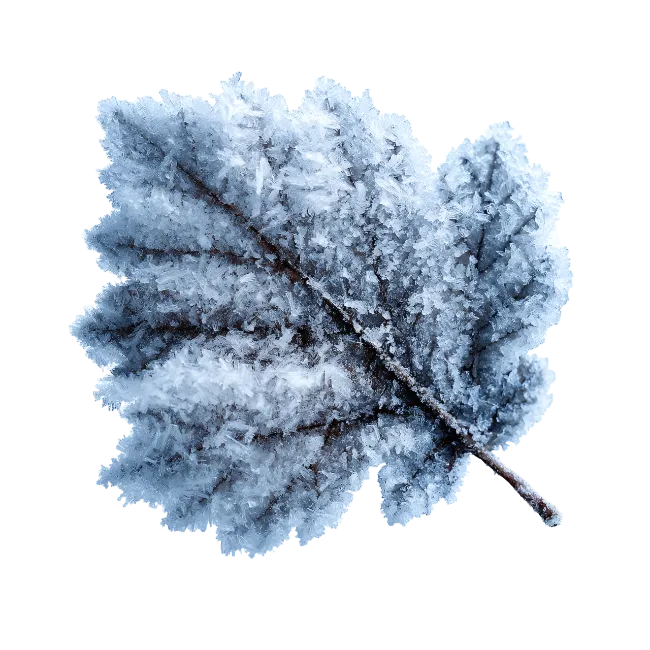 Frost covered leaf with ice crystals