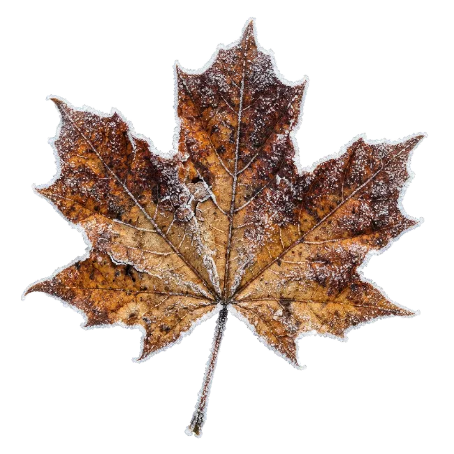 Frost Covered Maple Leaf