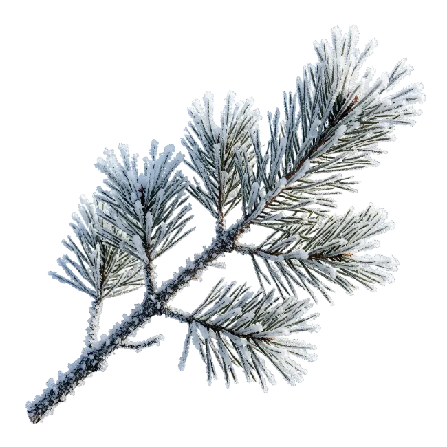Frosted Pine Branch