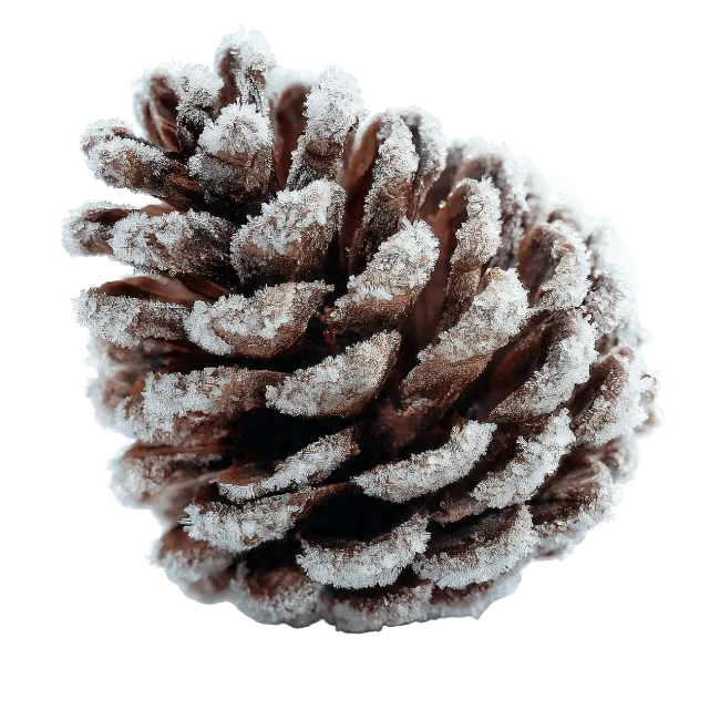 Frosted Pine Cone Isolated