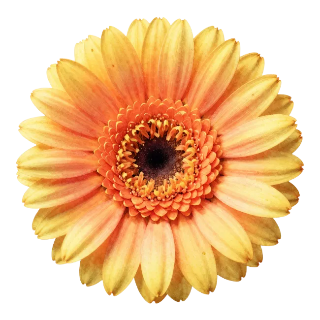 Gerbera Daisy Flower Blossom