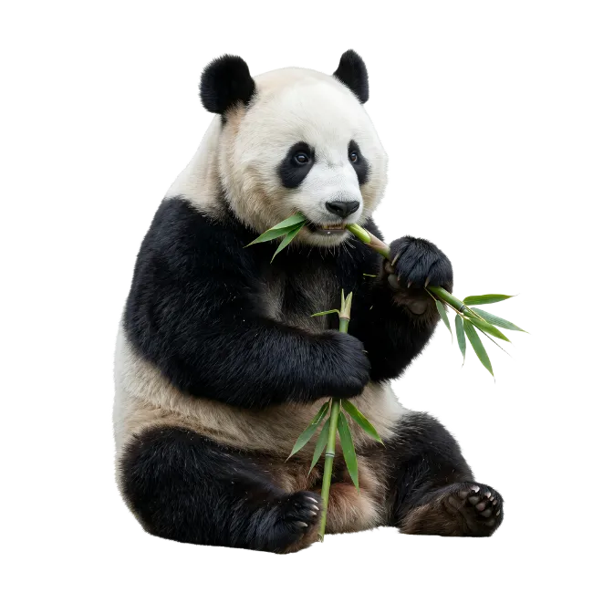 Giant Panda Eating Bamboo Shoots
