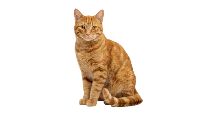 Ginger Tabby Cat Sitting