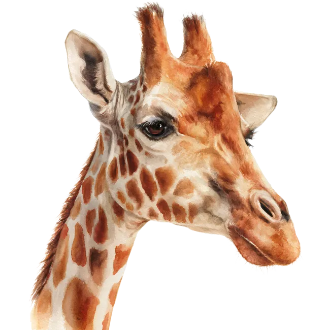 Giraffe Head Watercolor Illustration Portrait