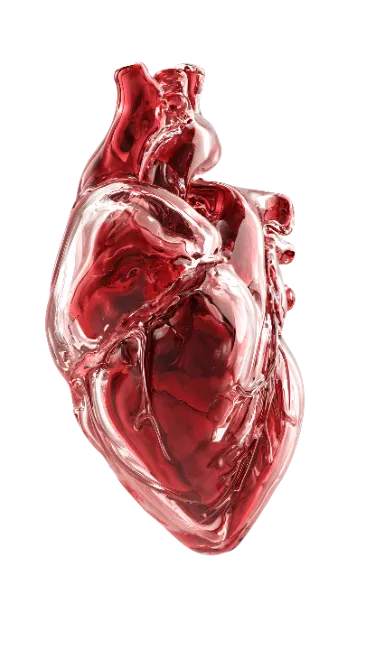 Glass Anatomical Human Heart Sculpture