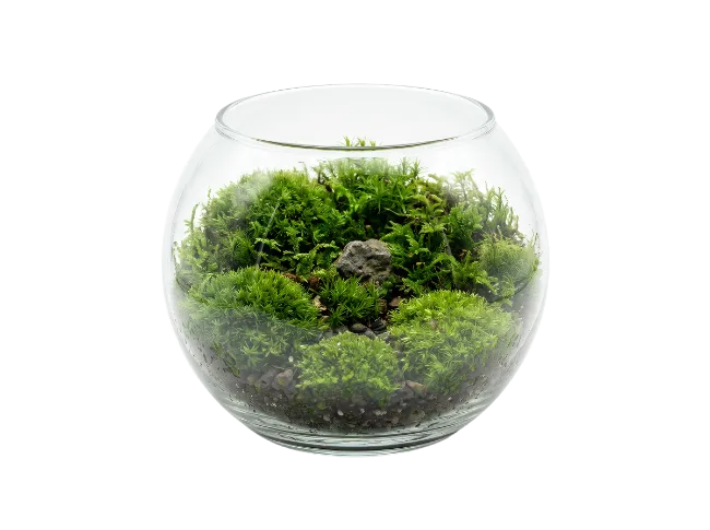 Glass Bowl Terrarium with Green Moss