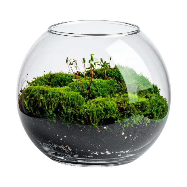 Glass Bowl Terrarium with Green Moss and Soil