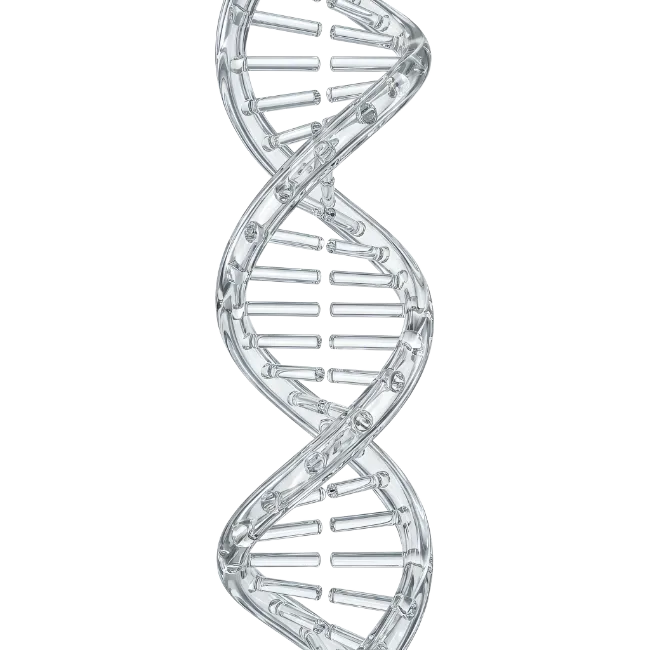 Glass DNA double helix structure