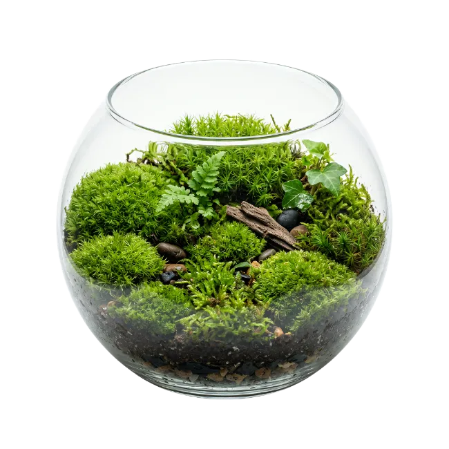 Glass Terrarium with Lush Moss and Ferns