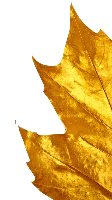 Golden Autumn Maple Leaf Isolated