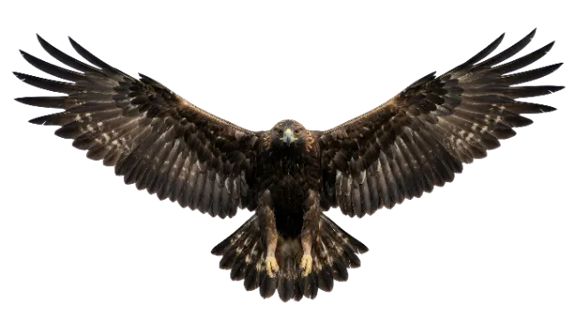 Golden Eagle Flying with Spread Wings