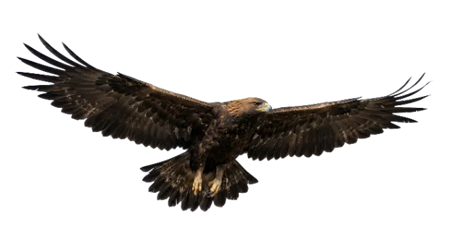 Golden Eagle In Flight