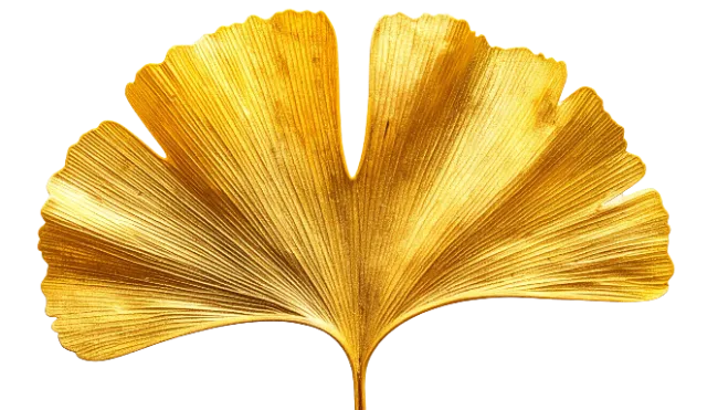 Golden Ginkgo Biloba Leaf