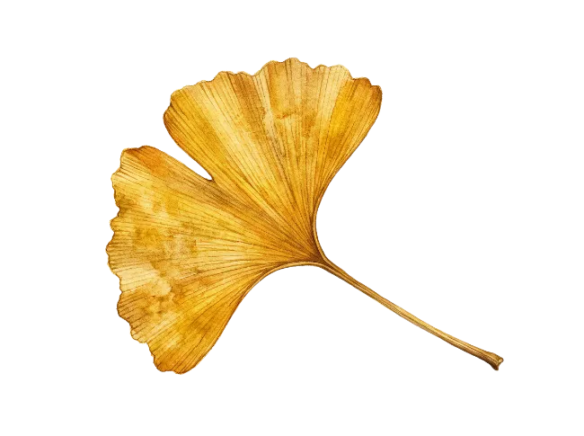 Golden Ginkgo Biloba Leaf Illustration