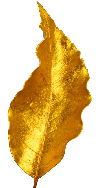 Golden leaf isolated on dark background