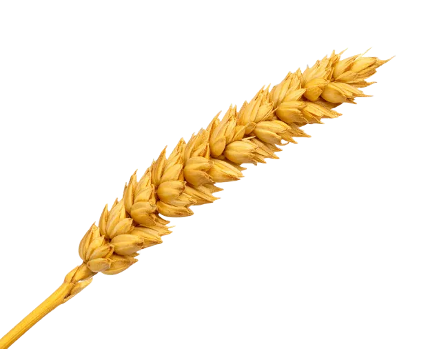 Golden wheat stalk isolated on black