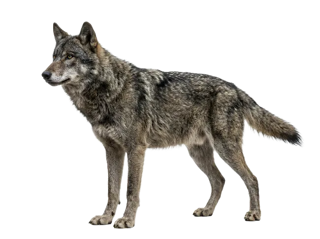 Gray Wolf Standing Profile