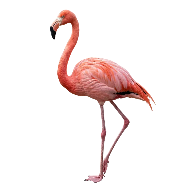 Greater Flamingo Bird