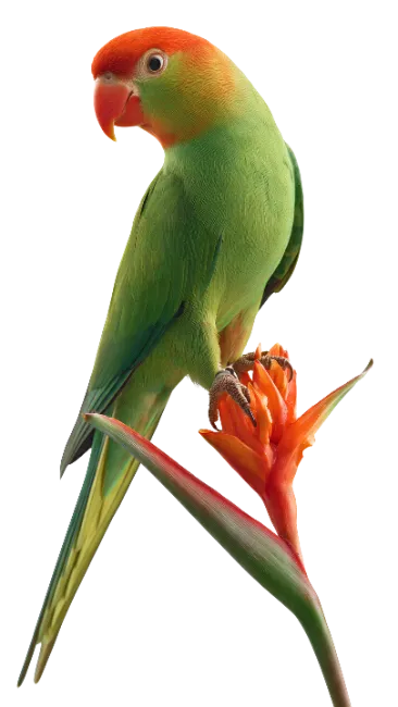 Green and orange parrot perched on a flower