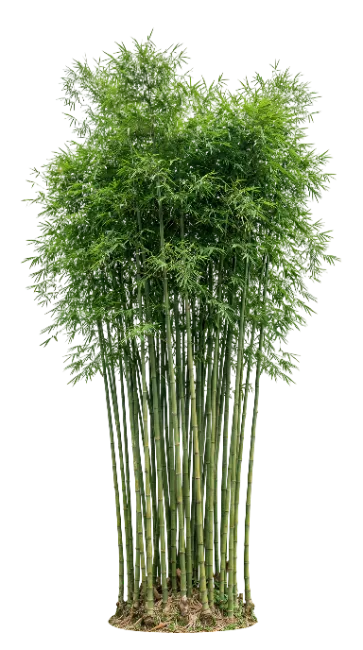 Green Bamboo Stalks Clump