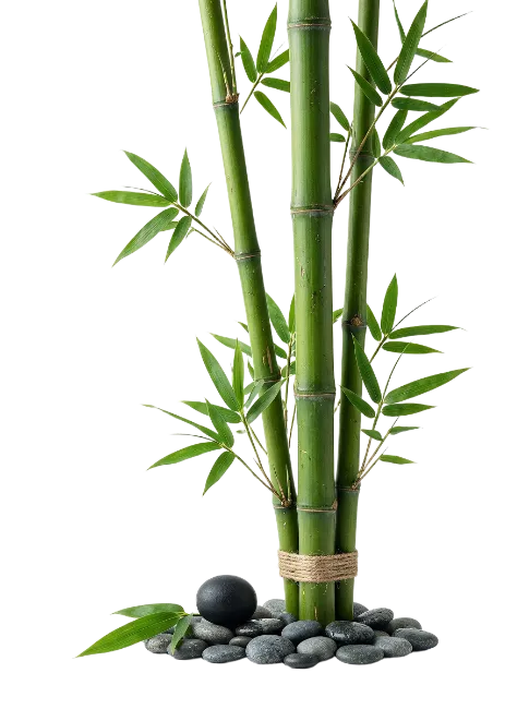 Green Bamboo Stalks with Smooth Pebbles