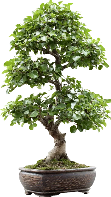 Green Bonsai Tree in Ceramic Pot