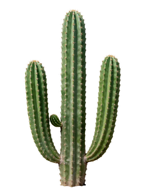 Green Cactus Plant Isolated
