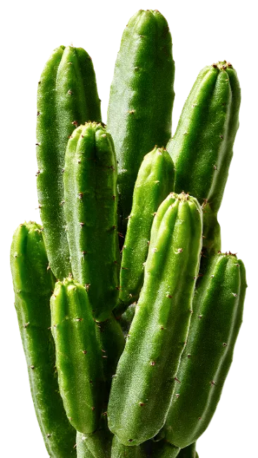 Green Cactus Plant Stems