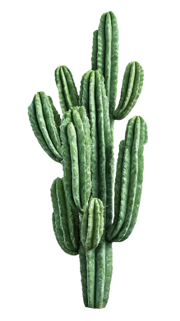 Green Cactus Plant with Multiple Stems