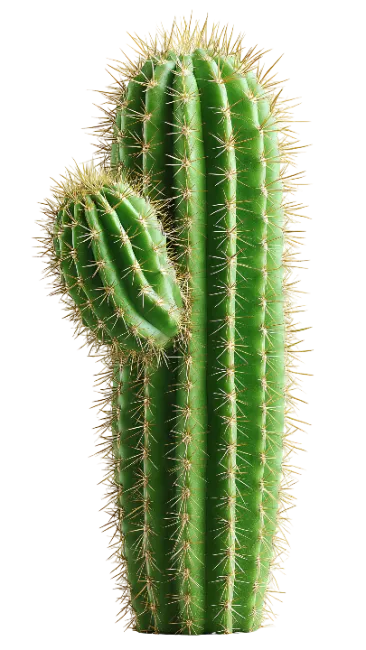 Green Cactus Plant with Spines