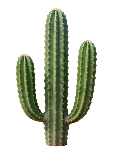 Green Columnar Cactus Plant with Branches