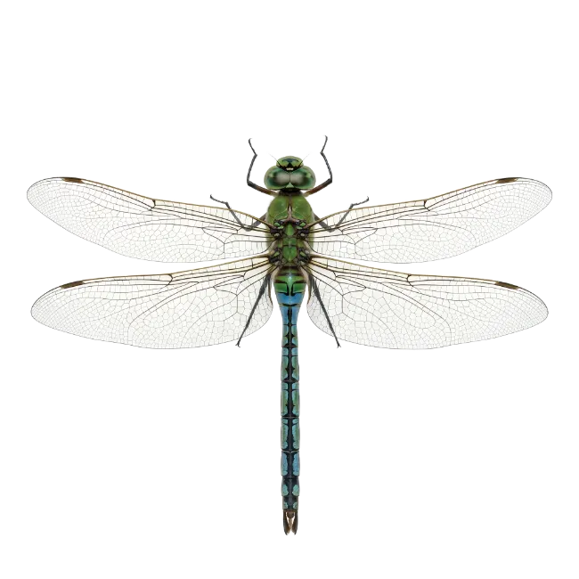 Green Dragonfly Insect Top View