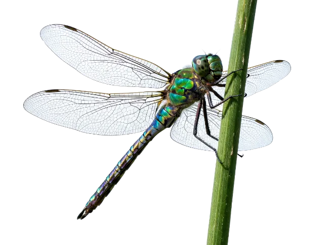 Green Dragonfly Resting on Plant Stem