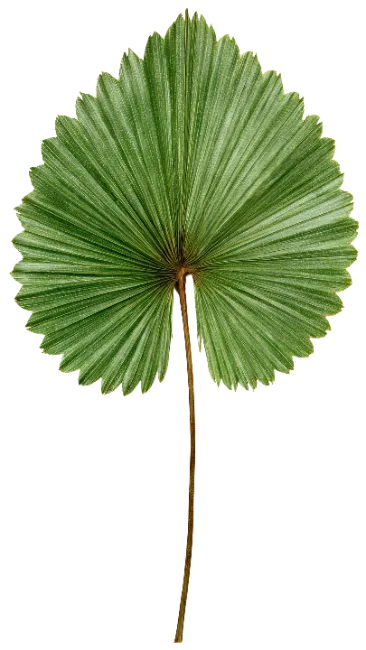 Green Fan Palm Leaf