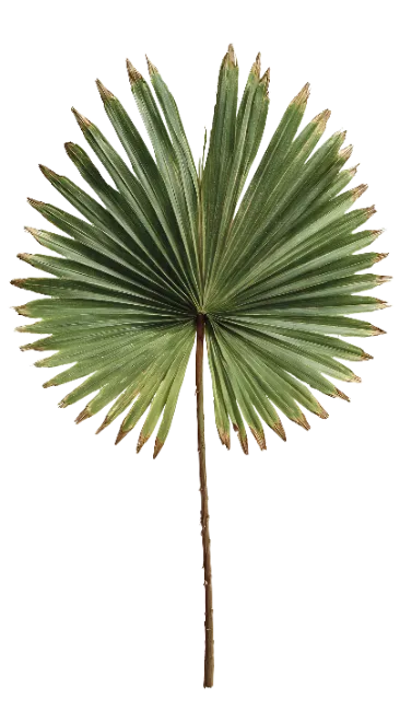 Green Fan Palm Leaf Stock Photo